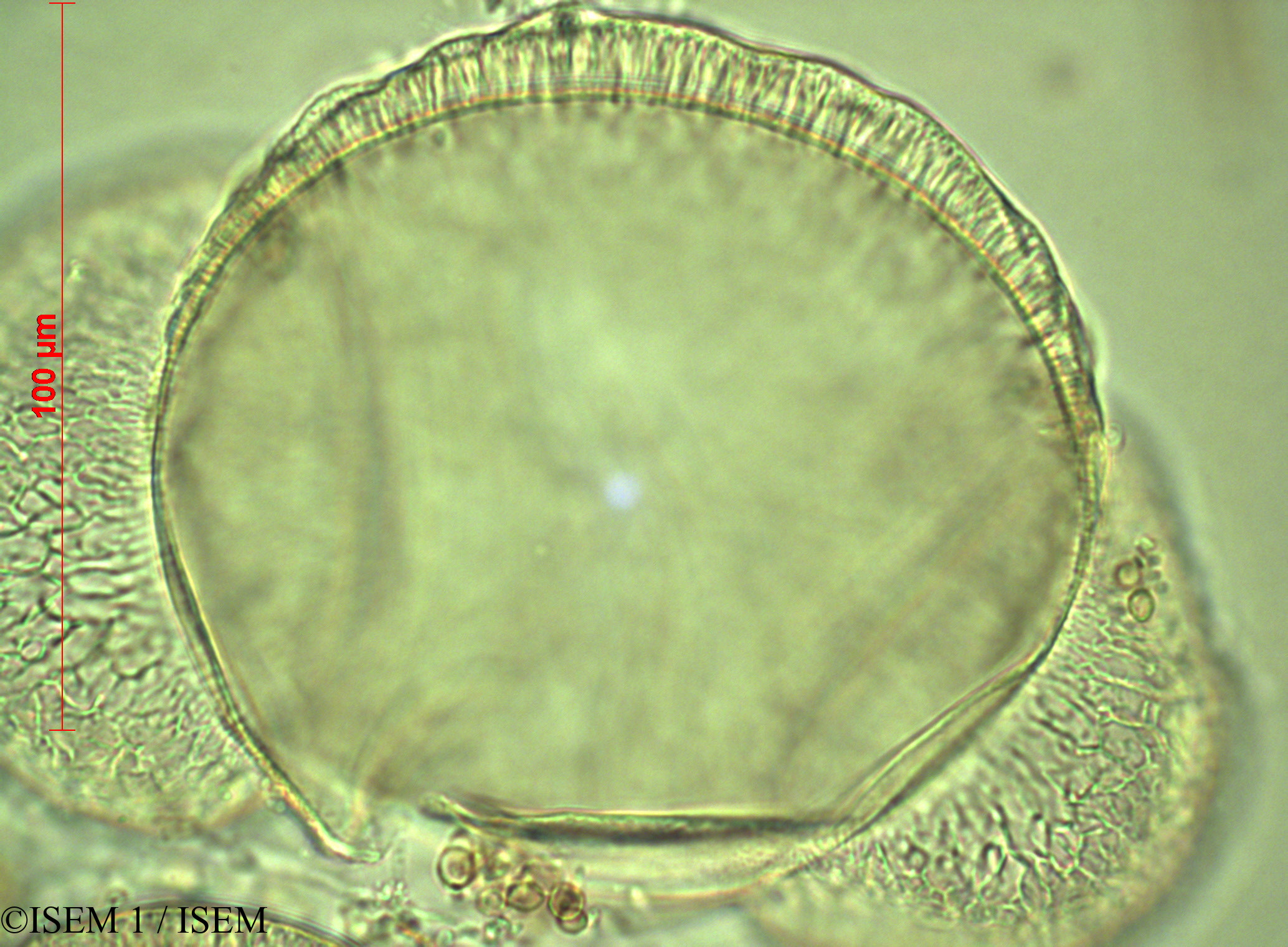 ISEM 1/Abies_cilicica_60447/Abies_cilicica_60447_0002(copy).jpg